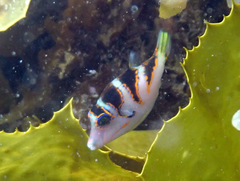 Canthigaster axiologus