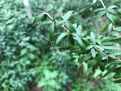 Pittosporum viscidum