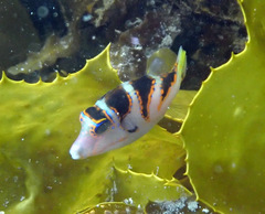 Canthigaster axiologus