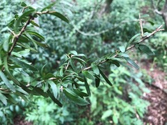 Pittosporum viscidum