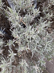 Lavandula angustifolia