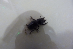 Serrognathus titanus platymelus