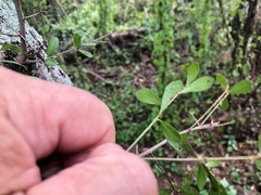 Planchonella cotinifolia