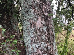 Planchonella cotinifolia