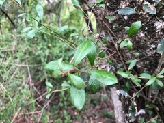 Planchonella cotinifolia