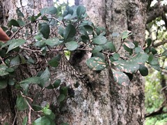 Planchonella cotinifolia