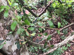 Planchonella cotinifolia