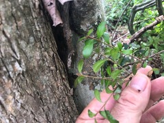 Planchonella cotinifolia