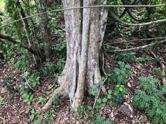 Planchonella cotinifolia