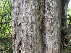 Planchonella cotinifolia