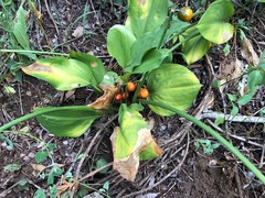 Proiphys cunninghamii