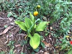 Proiphys cunninghamii