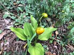 Proiphys cunninghamii