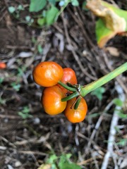 Proiphys cunninghamii