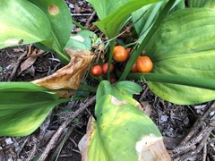 Proiphys cunninghamii