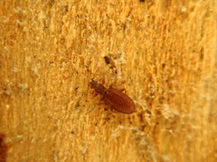 Dienerella elongata