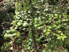 Psydrax odorata buxifolia