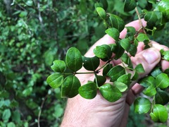 Psydrax odorata buxifolia