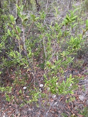 Grevillea pauciflora