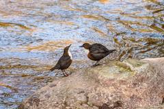 Cinclus cinclus gularis
