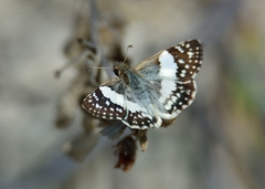 Heliopetes domicella