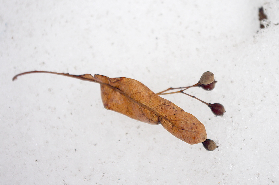 Winter-Linde (Tilia cordata): Herkunft und Verwendung — foto 3