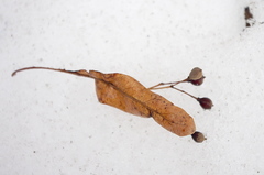 Winter-Linde (Tilia cordata): Herkunft und Verwendung — Foto 3
