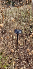 Monarda stipitatoglandulosa