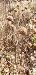 Monarda stipitatoglandulosa