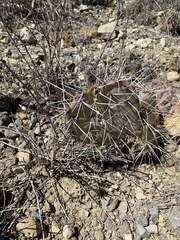 Opuntia arizonica