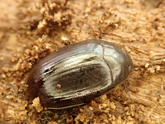 Platydema violacea