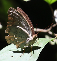 Adoliadini
