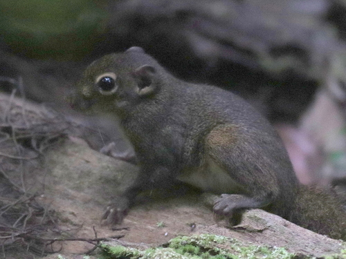Sunda Squirrels