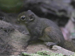 Sundasciurus robinsoni