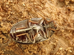 Platydema violacea