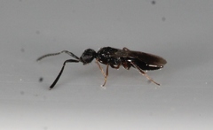Conostigmus