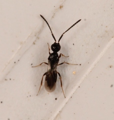 Conostigmus