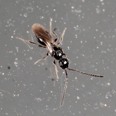 Conostigmus