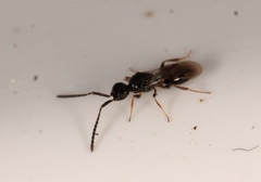 Conostigmus