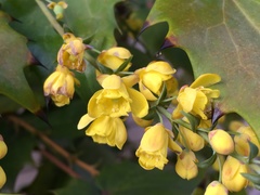Berberis japonica