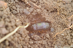 Harpalus atratus