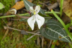 Disperis tripetaloides image