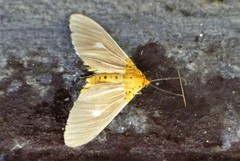 Asota producta