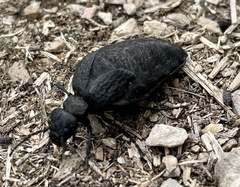 Meloe mediterraneus