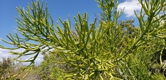 Euphorbia tirucalli