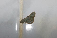 Lophophleps triangularis