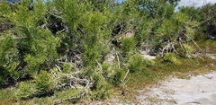 Euphorbia tirucalli