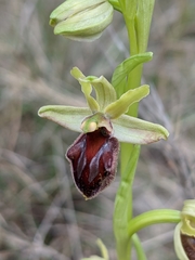 Ophrys sphegodes massiliensis