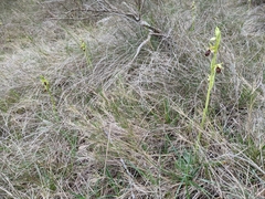 Ophrys sphegodes massiliensis