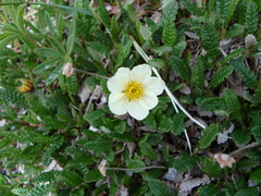 Dryas ajanensis